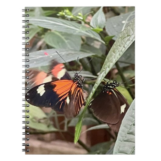 Colorful Butterfly Notitieboek (Voorkant)