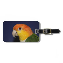 Colorful Caique Parrot