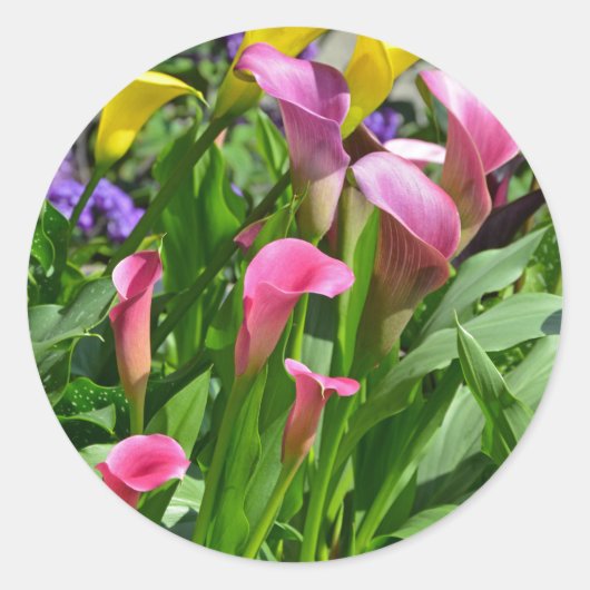 Colorful calla lily bloemen ronde sticker (Voorkant)