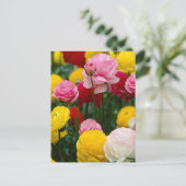 Colorful Carnance Flowers Briefkaart (Staand voorkant)