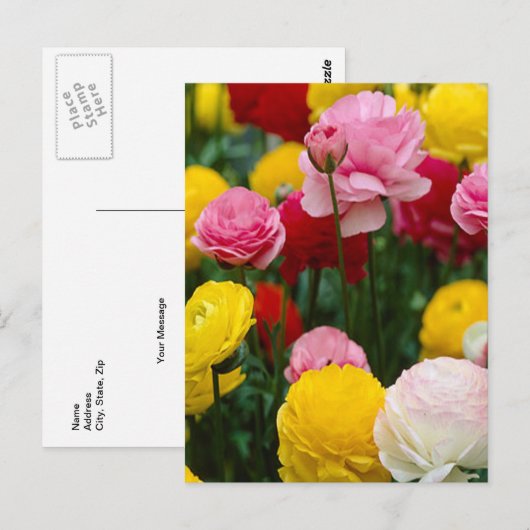Colorful Carnance Flowers Briefkaart (Voorkant / Achterkant)