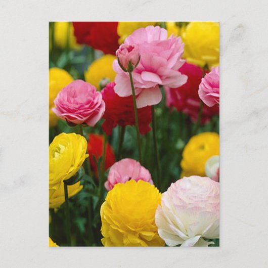 Colorful Carnance Flowers Briefkaart (Voorkant)