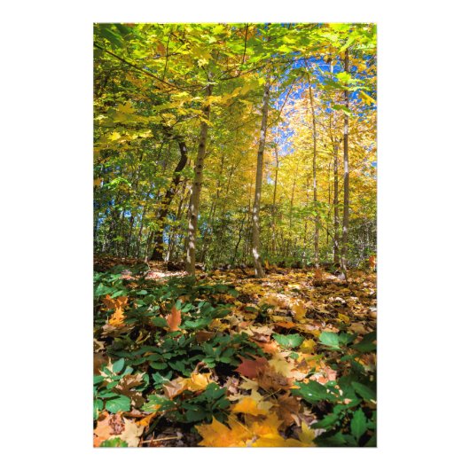 Colorful Central Park uitzicht Foto afdrukken (Voorkant)