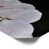 Colorful Centre White Lacecap Hydrangea Poster (Hoek)