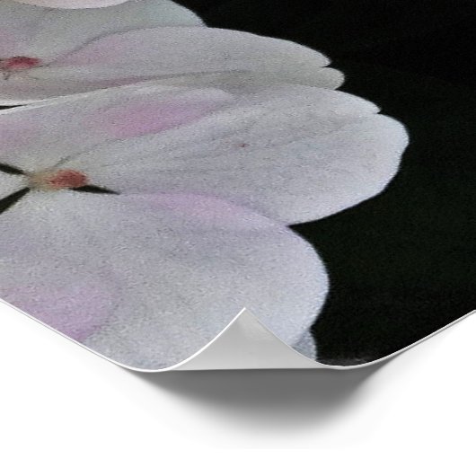 Colorful Centre White Lacecap Hydrangea Poster (Hoek)