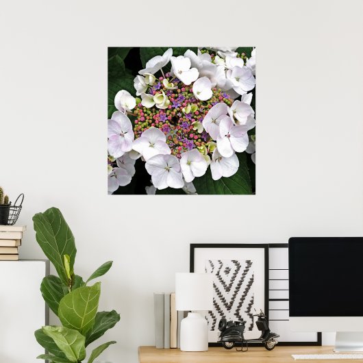 Colorful Centre White Lacecap Hydrangea Poster (Thuiskantoor)