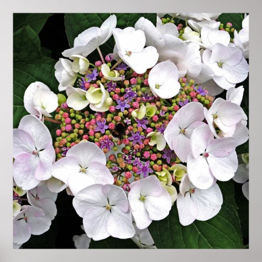 Colorful Centre White Lacecap Hydrangea Poster (Voorkant)