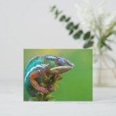 Colorful Chameleon Briefkaart (Staand voorkant)