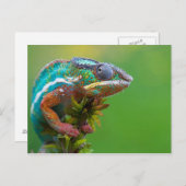 Colorful Chameleon Briefkaart (Voorkant / Achterkant)