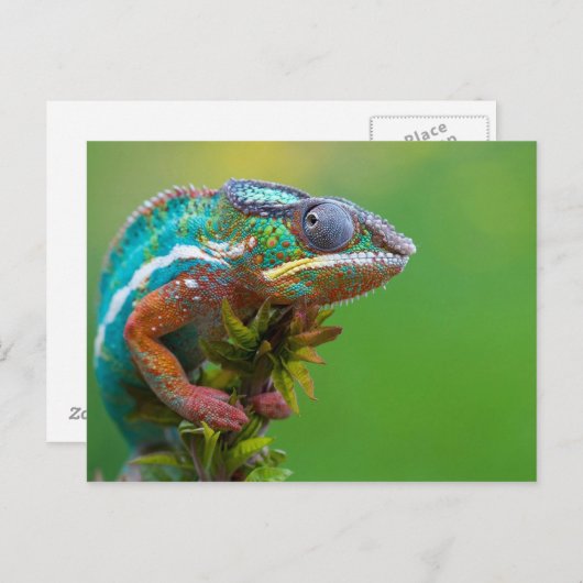 Colorful Chameleon Briefkaart (Voorkant / Achterkant)
