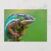 Colorful Chameleon Briefkaart (Voorkant)