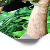 Colorful Chameleon Poster (Hoek)