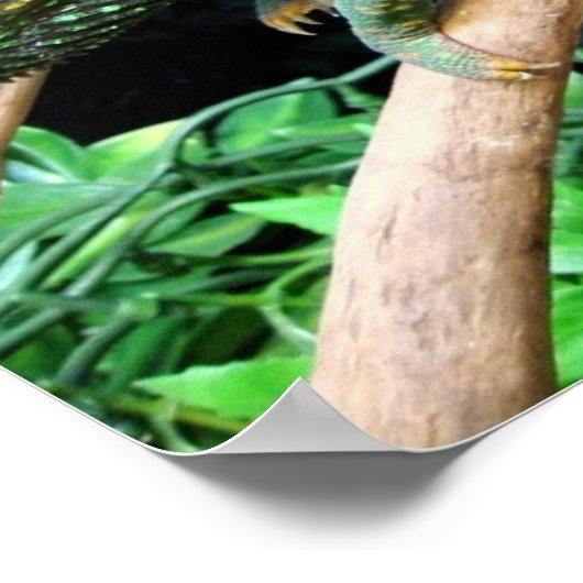 Colorful Chameleon Poster (Hoek)