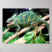 Colorful Chameleon Poster (Voorkant)
