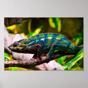 Colorful Chameleon Poster