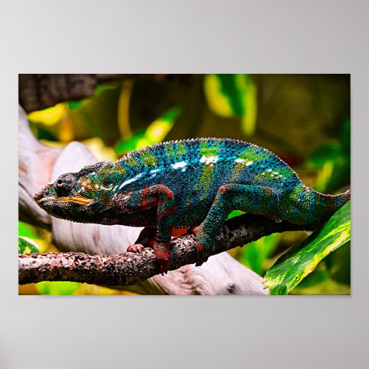 Colorful Chameleon Poster (Voorkant)
