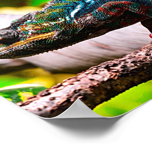 Colorful Chameleon Poster (Hoek)