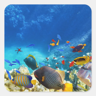 Colorful Clownfish Vierkante Sticker