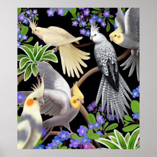 Colorful Cockatiels Poster (Voorkant)