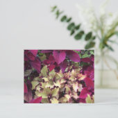 Colorful Coleus Briefkaart (Staand voorkant)