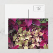 Colorful Coleus Briefkaart (Voorkant / Achterkant)