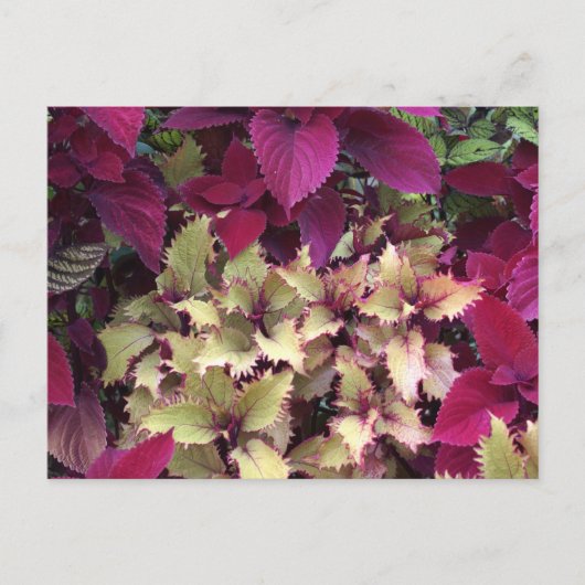 Colorful Coleus Briefkaart (Voorkant)