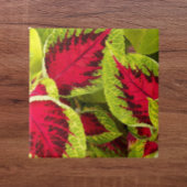Colorful Coleus Leaves Floral Tegeltje
