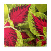 Colorful Coleus Leaves Floral Tegeltje (Voorkant)