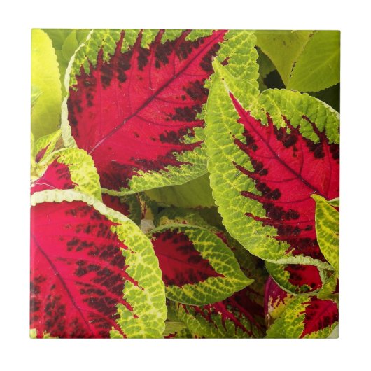 Colorful Coleus Leaves Floral Tegeltje (Voorkant)