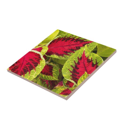 Colorful Coleus Leaves Floral Tegeltje (Zijkant)