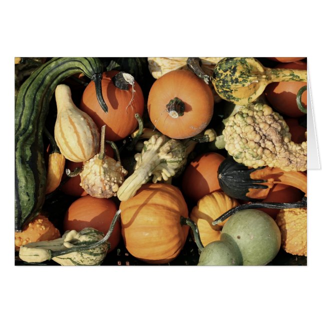 Colorful Collectie of Autumn Gourds (Voorkant Horizontaal)