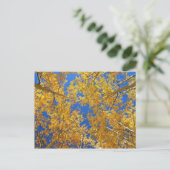 Colorful Colorado Aspens... Briefkaart (Staand voorkant)