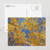 Colorful Colorado Aspens... Briefkaart (Voorkant / Achterkant)