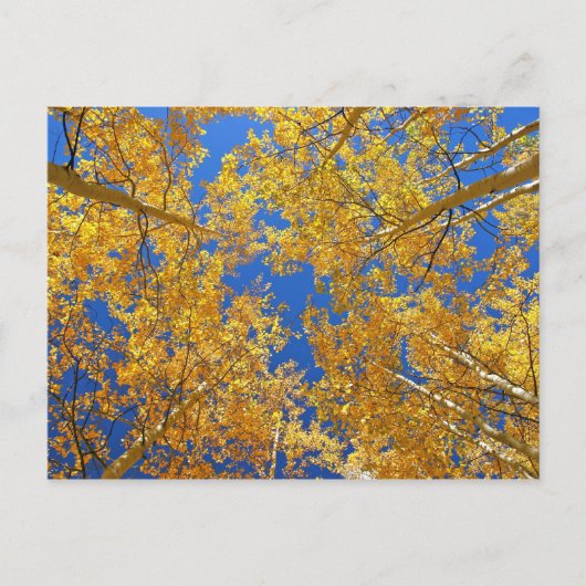 Colorful Colorado Aspens... Briefkaart (Voorkant)