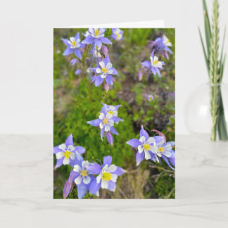 Colorful Columbine Flowers in Violet Blue Yellow Bedankkaart