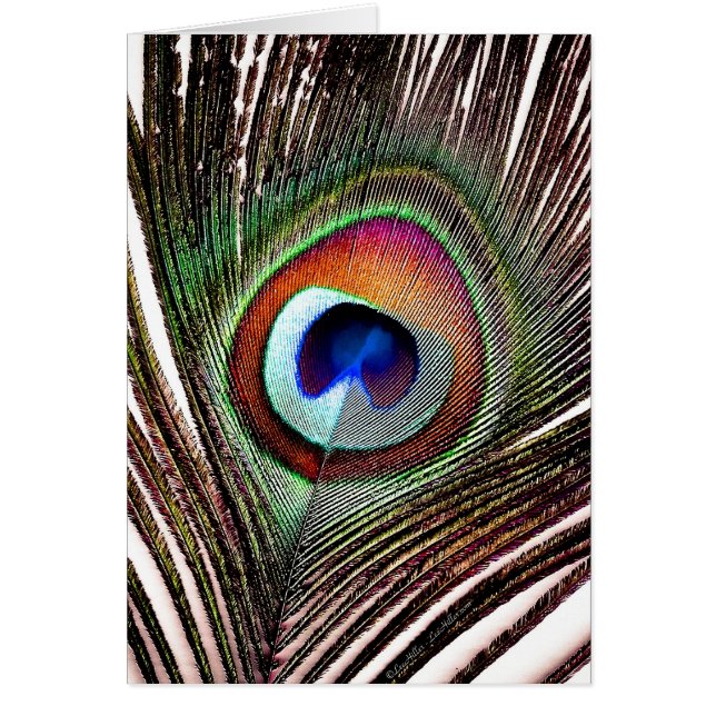 Colorful Copper Peacock Feather (Voorkant)