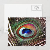 Colorful Copper Peacock Feather Briefkaart (Voorkant / Achterkant)