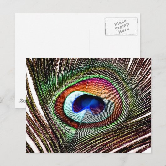 Colorful Copper Peacock Feather Briefkaart (Voorkant / Achterkant)