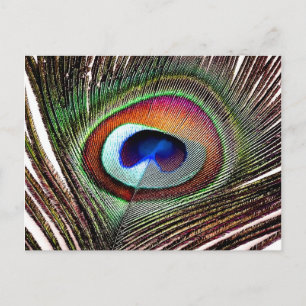 Colorful Copper Peacock Feather Briefkaart