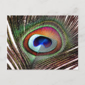 Colorful Copper Peacock Feather Briefkaart (Voorkant)
