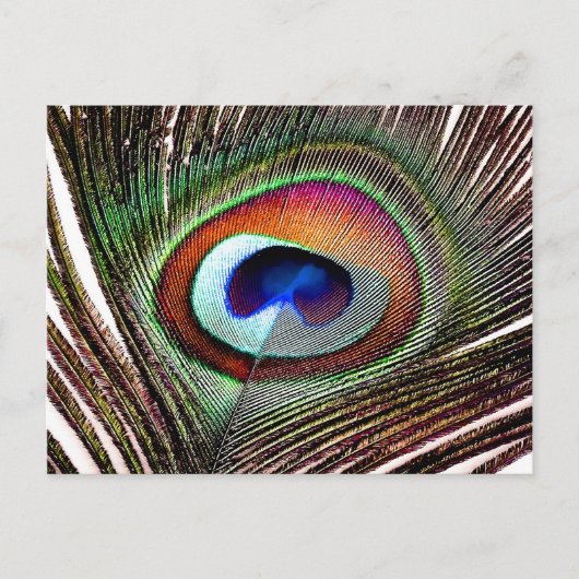 Colorful Copper Peacock Feather Briefkaart (Voorkant)