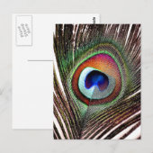 Colorful Copper Peacock Feather Briefkaart (Voorkant / Achterkant)