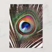 Colorful Copper Peacock Feather Briefkaart (Voorkant)