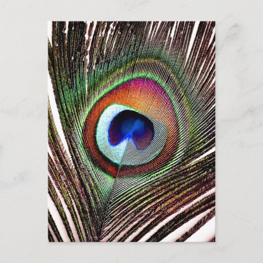 Colorful Copper Peacock Feather Briefkaart (Voorkant)