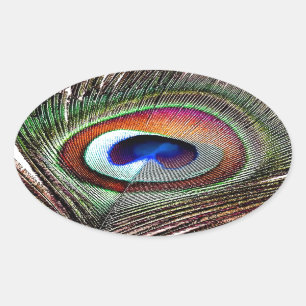 Colorful Copper Peacock Feather Ovale Sticker