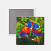 Colorful Couple of Kissende Parrots Magneet (Voorkant / Achterkant)