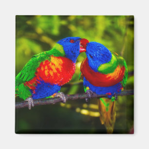 Colorful Couple of Kissende Parrots Magneet