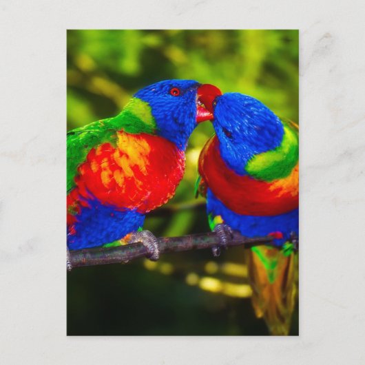 Colorful Couple of Parrots Briefkaart (Voorkant)