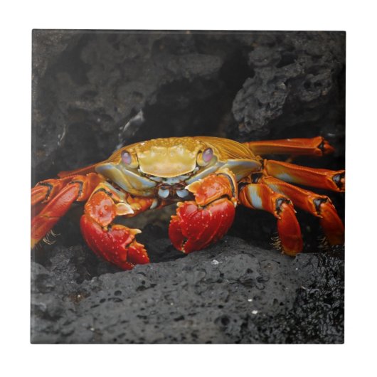 Colorful Crab Tegeltje (Voorkant)
