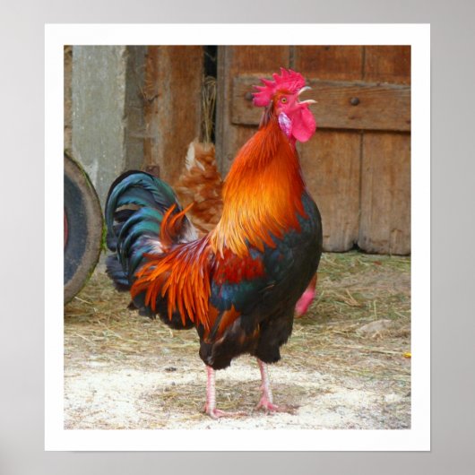 Colorful Crowing Rooster door Barn-Poster Poster (Voorkant)